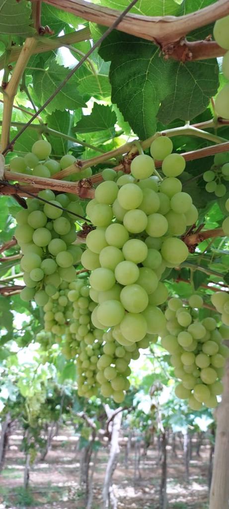 Product image - To ensure that you get the best quality and the best price, you have to deal with Alshams company.
We are  alshams an import and export company that offer all kinds of agriculture crops.
We offer you  Fresh Grapes 